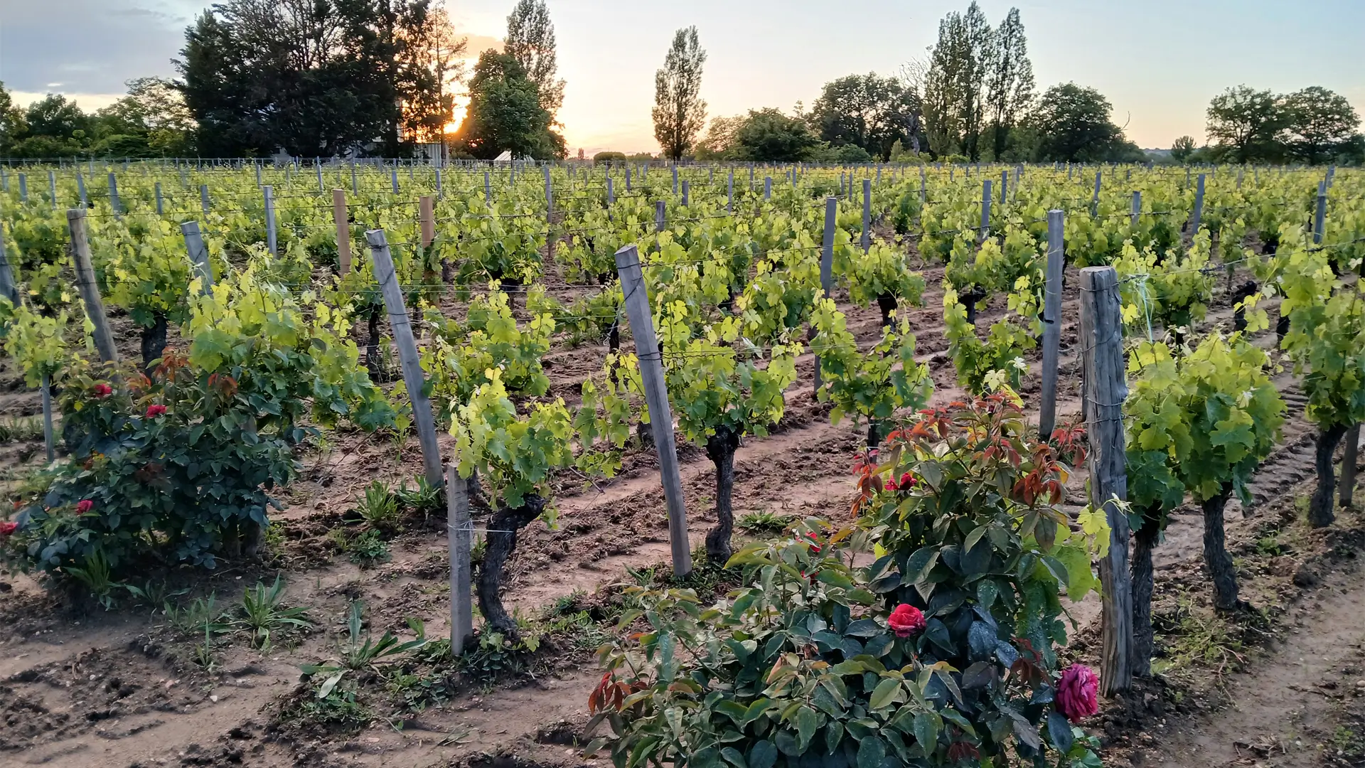 chateau des capucins - vignes au printemps