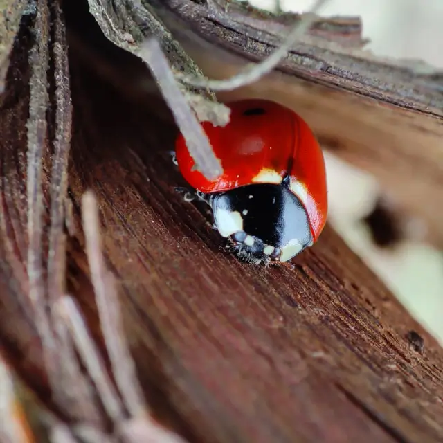 coccinelle sur un cep de vigne en hiver